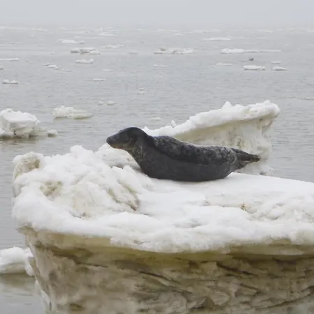 Апартаменты Kiekin-kiekut Веннингштедт